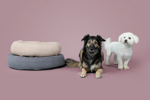 What Dog Beds Are The Best?