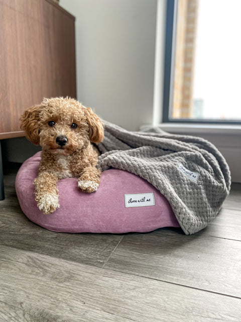 5 reasons why it is important to invest in a high quality dog bed