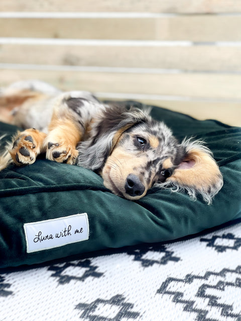 Emerald Green Cushion Dog Bed