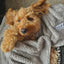 Heather Grey Dog Blanket