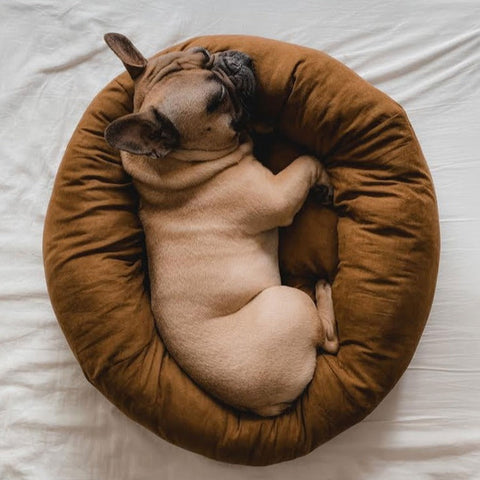 Coffee Donut Dog Bed
