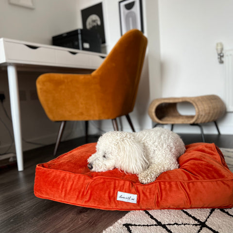 Burnt Orange Cushion Dog Bed